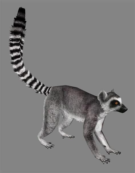 Ringtailed Lemur By Dinosaurmanzt2 On Deviantart