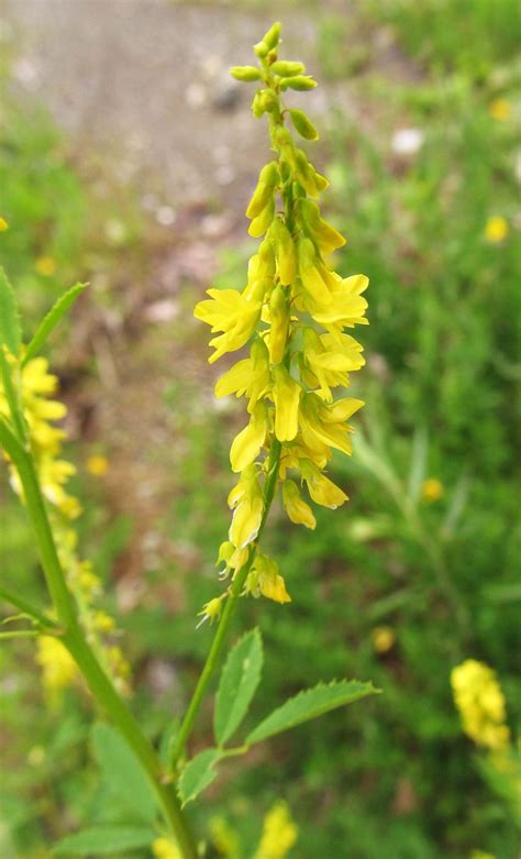 Yellow Sweet Clover Melilotus Officinalis Photograph In Center