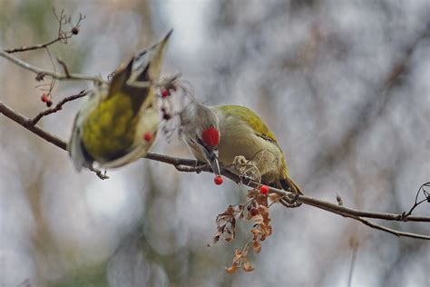 Седой дятел Picus canus canus Grey faced Woodpecker Flickr