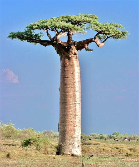 Trees Planet Adansonia Grandidieri Grandidiers Baobab