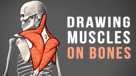Drawing Back Muscles On Bones Proko