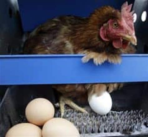 Male Chick Culling In Egg Industry Could End Thanks To Canadian