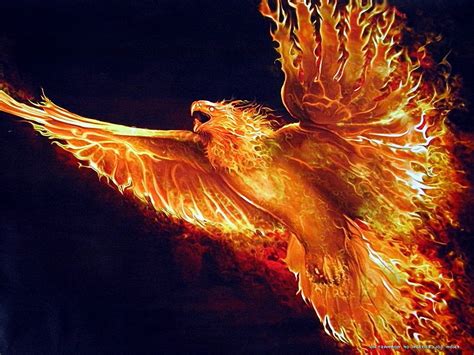 Wallpaper Burung Burung Api Fenomena Geologi Fotografi Makro