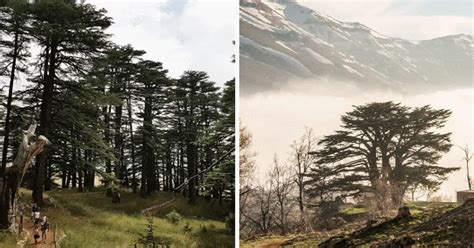 Amazing Facts You Must Know About The Cedars Of Lebanon