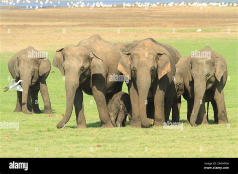 Éléphants Protecting A Baby Elephant In Sri Lanka Stock Photo Alamy