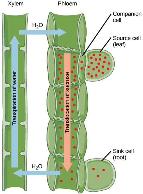 What Does Xylem And Phloem Have In Common Whadoq