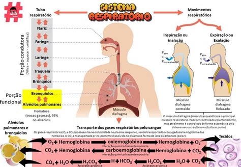 Sistema Respiratorio Humano Mapa Mental