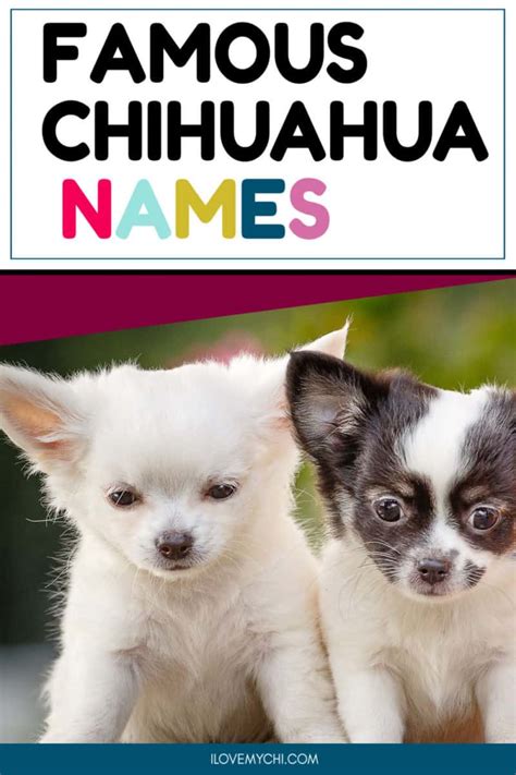 Famous Chihuahua Names I Love My Chi