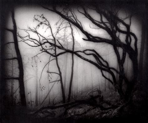 Dark Trees Dark Tree Abstract Artwork Abstract