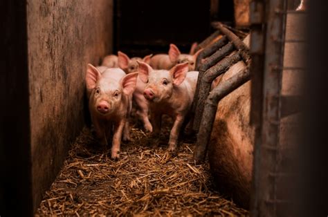 Premium Photo Little Pigs In The Barn
