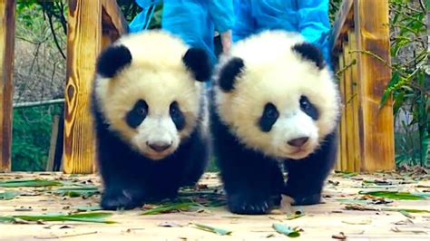 Cute Baby Pandas Pandas Photo 41368194 Fanpop