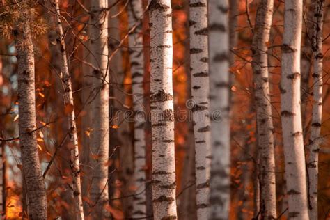 Red Leaves On Birch Trees In Autumn Stock Photo Image Of Leaf Branch