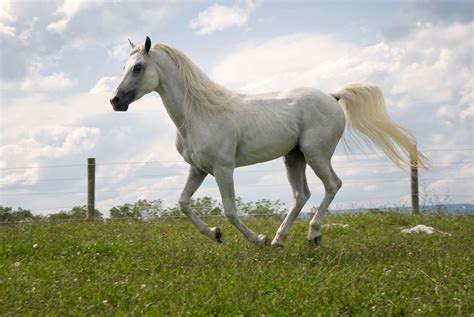 Check spelling or type a new query. White Arabian horse | White arabian horse, Horses, Arabian ...