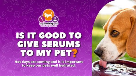 My Healthy Pet – At My Healthy Pet, we understand that your pets are a