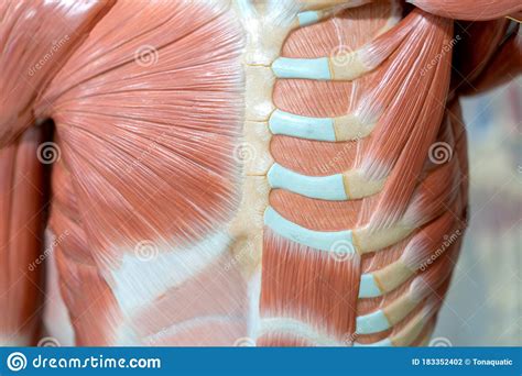 Human Chest Muscle For Anatomy And Physiology Education Stock Photo