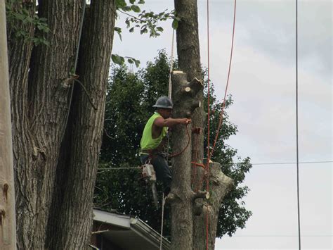 Tree Removal Service Provider Companygreen Arbor Tree Experts Inc