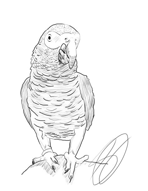 Download African Grey Parrot Coloring For Free Designlooter 2020 👨‍🎨