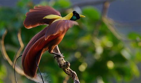 Jenis Burung Yang Dilindungi : ANIMAZING wildlife: Jenis Burung di Indonesia Yang Sangat - 5
