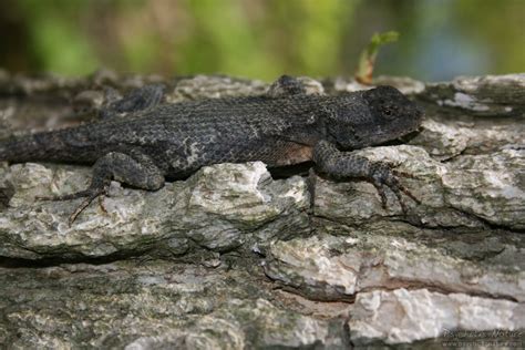 Eastern Fence Lizard Sceloporus Undulatus Psychotic Nature