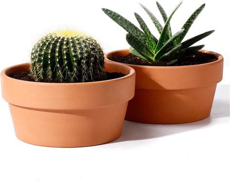 Potey Terracotta Shallow Planters For Succulent 61 Inch Cactus Plant