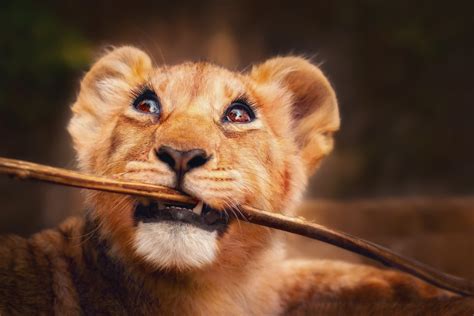 Lion Cub Wallpaperhd Animals Wallpapers4k Wallpapersimages