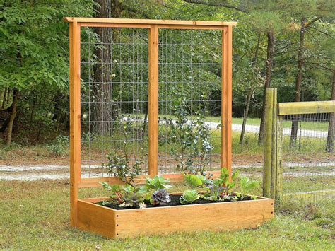 How To Build A Trellis For Growing Peas How Tos Diy Grapearbor