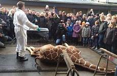 giraffe marius copenhagen killing killed zoo animals animal bestiality denmark zoos children twitter baby legal who crowd office being park