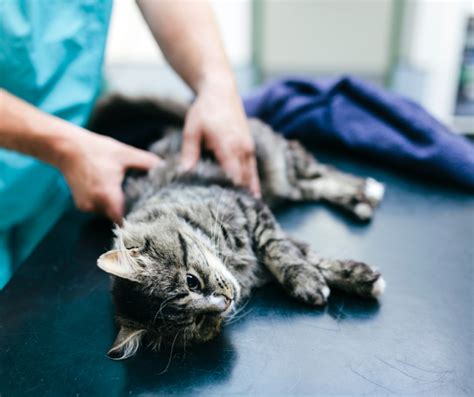 4 Facts On Mange In Cats I Love Veterinary