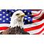 American Eagle Day In 2021/2022  When Where Why How Is Celebrated