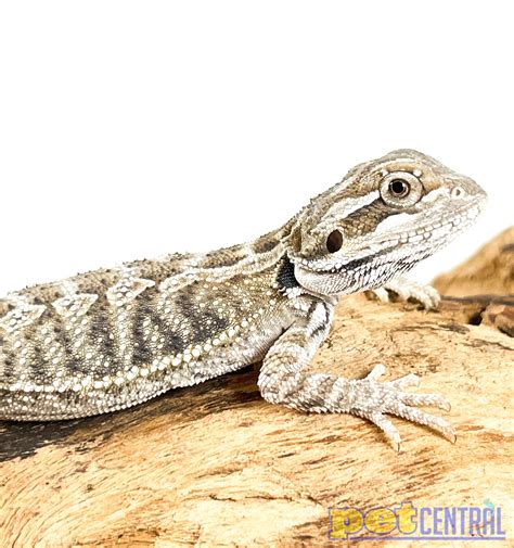 Bearded Dragons For Sale Pet Central Pet Central