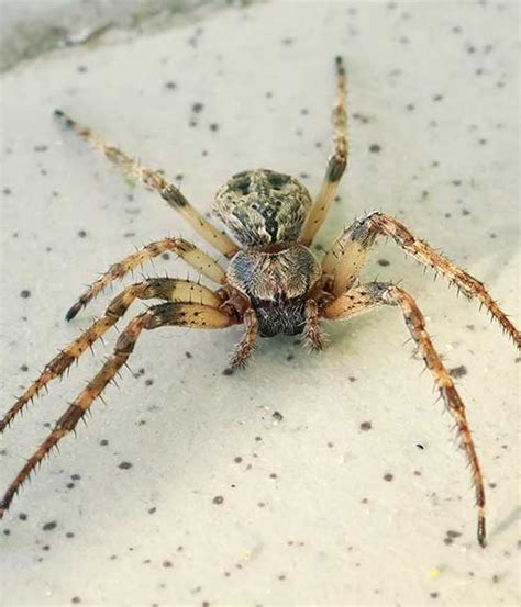 Wolf Spider Identification And Habitat Wolf Spiders In Vancouver Wa