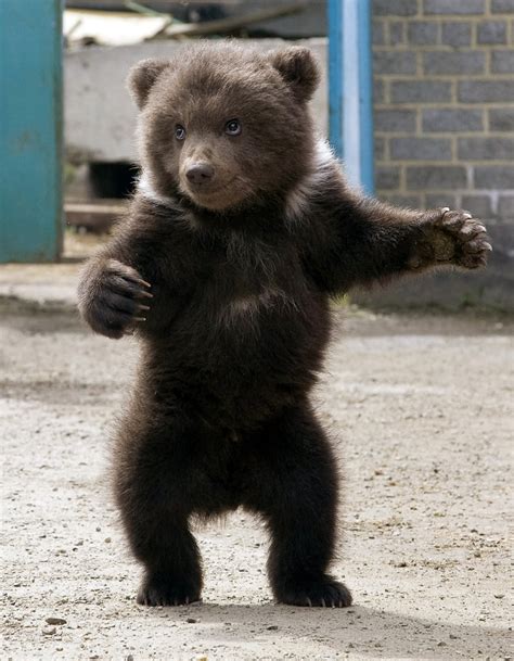 This Little Cub Appeared Ready To Receive A Bear Hug