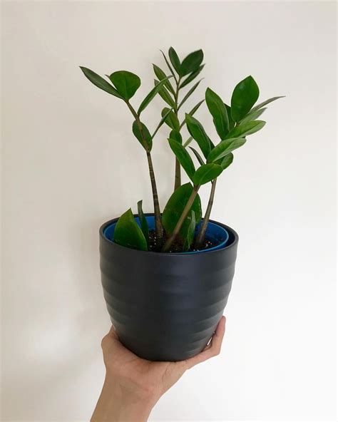 Our Guide On Zz Plant Care
