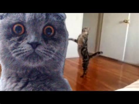 Epic Funny Scared Cats Compilation Epic Funny Cats Funny Pets Videos