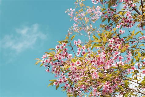 Pink Cherry Blossoms 1227911 Stock Photo At Vecteezy