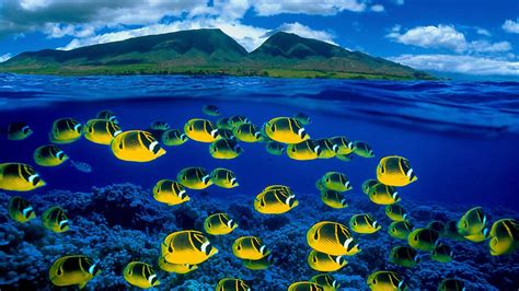 Shoaling Of Yellow Fishes Underwater And Landscape View Of Mountains In