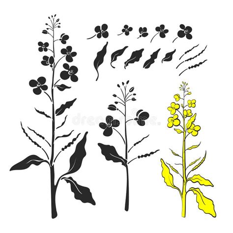 Canola Mustard Vector Plant Organic Food Stock Vector Illustration