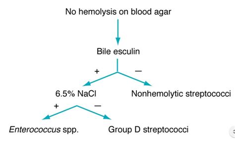 Schema To Differentiate Enterococcus And Group D Streptococci From Other Non Hemolytic