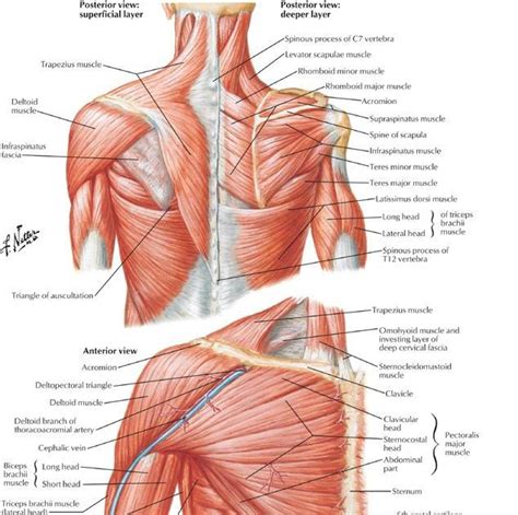 Wiring And Diagram Diagram Of Upper Body Muscles