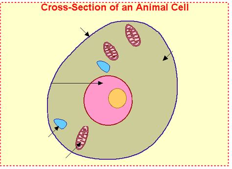 Free cliparts that you can download to you computer and use in your designs. Unlabeled Animal Cell - Cliparts.co