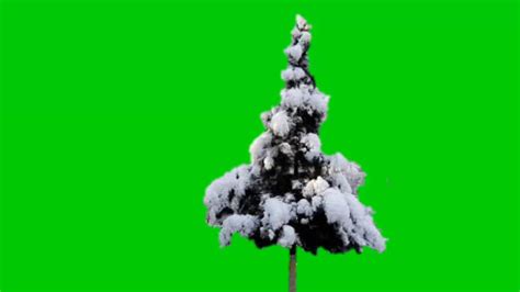 Green Screen Tree Effect Youtube