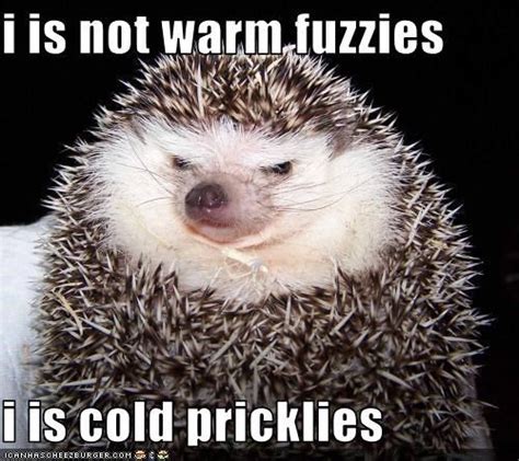Warmfuzziesandcoldpricklies Is Not Warm Fuzzies I Is Cold