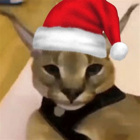 Santa Hecker In 2022 Cat Memes Caracal Cat Cute Cats