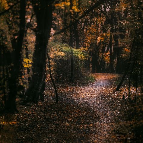 Dark Autumn Forest Wallpapers Wallpaper Cave