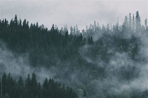 Dark Mysterious Pine Woods With Fog By Cosma Andrei Dark Woods