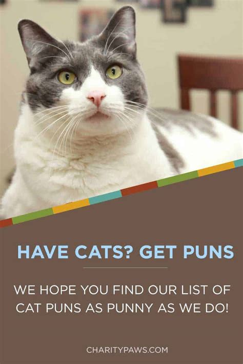 20 Cat Puns That Are Pawsitively Awesome