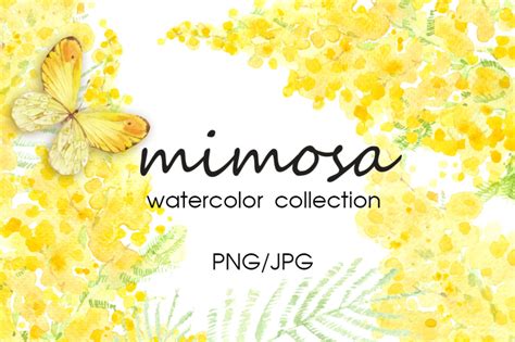 Mimosa Watercolor Collection By Maritimem Thehungryjpeg