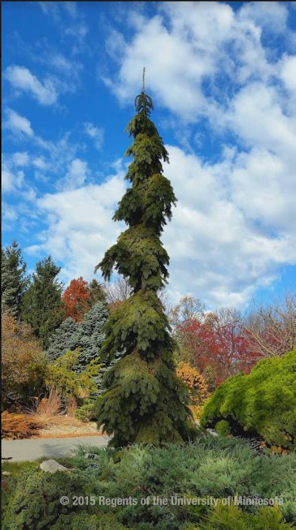 Shop our huge selection of flowering trees online with delivery right to your door. Columnar Trees Zone 5 - The Home Garden