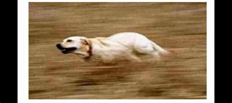 Dog Running Fast Blank Template Imgflip