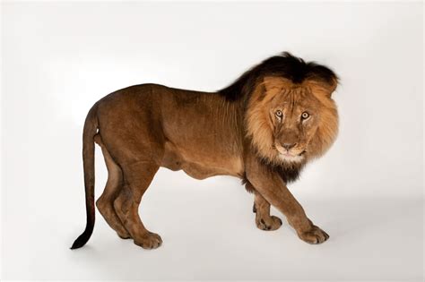 African Lion Facts And Photos